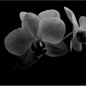 Black Orchid