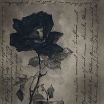 Black Rose