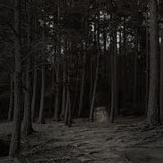 Dark Grove